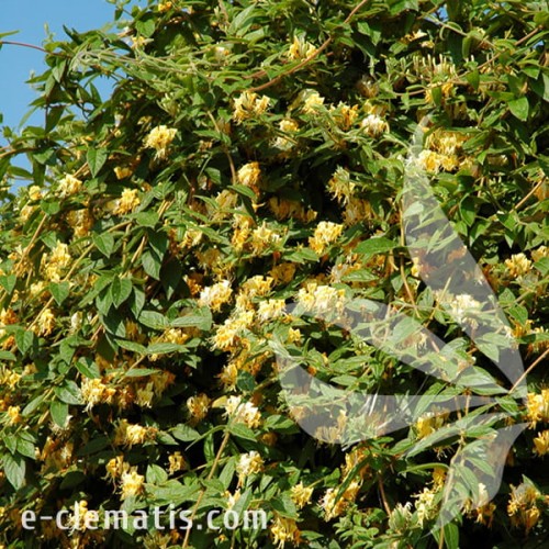 Lonicera acuminata 1.jpg