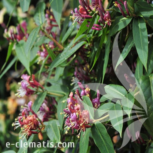 Lonicera henryi 1.jpg