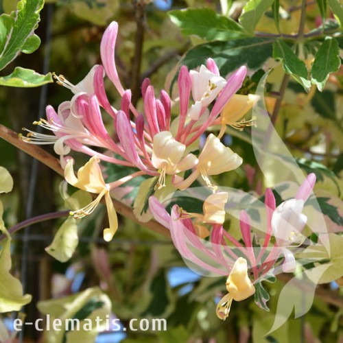 Lonicera periclymenum HARLEQUIN Sherlite.jpg