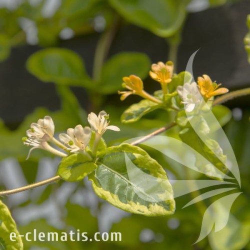 Lonicera japonica Kogel-mogel.jpg