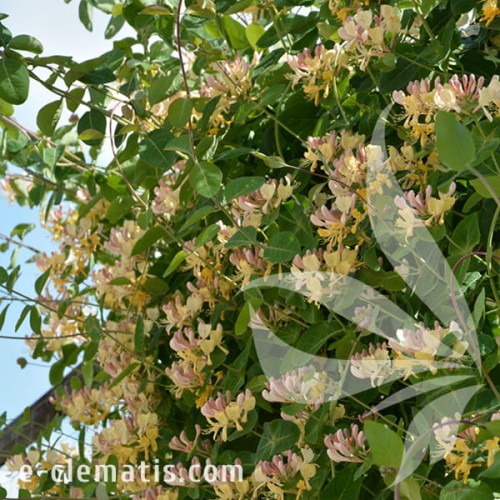 Lonicera caprifolium Inga 1.jpg