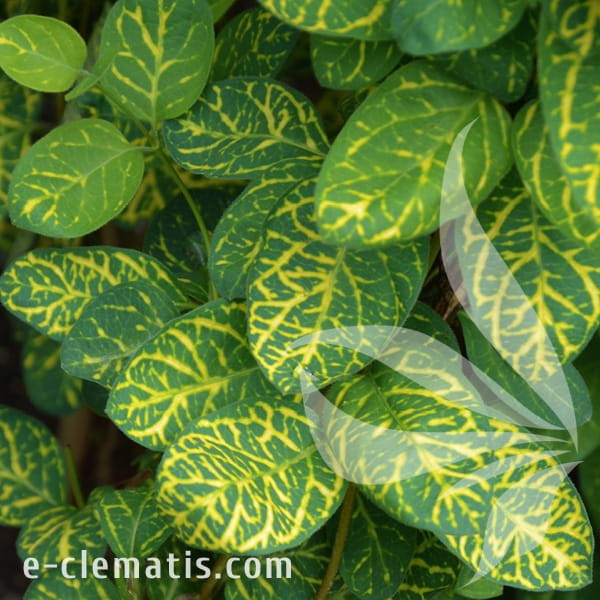 Lonicera japonica Aureoreticulata 1.jpg