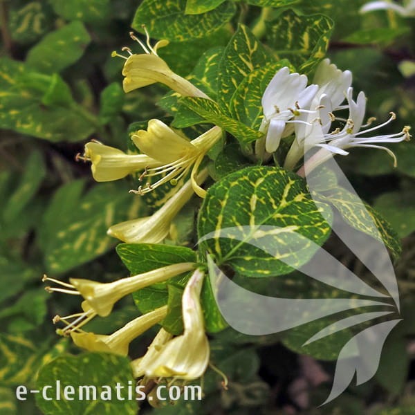 Lonicera japonica Aureoreticulata.jpg