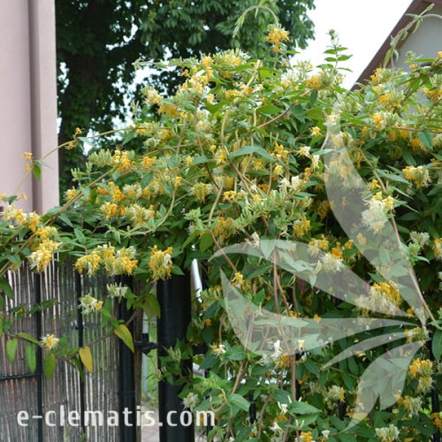 Lonicera japonica Halliana 1.jpg