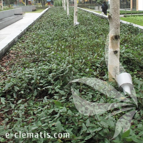 Lonicera japonica Purpurea 2.jpg