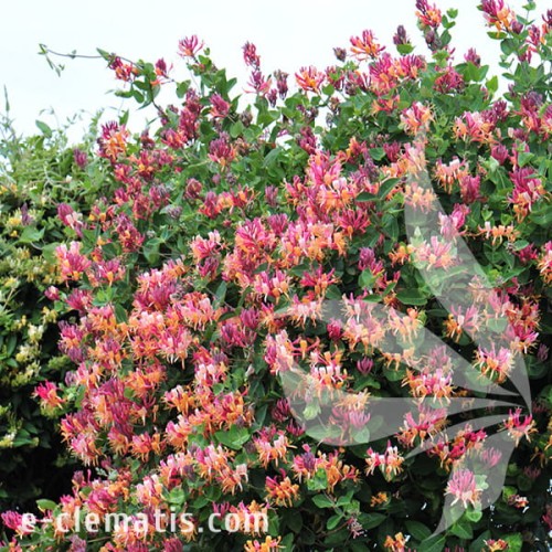 Lonicera xhecrotii Goldflame 1.jpg