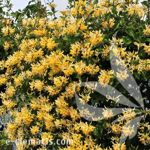 Lonicera periclymenum Graham Thomas 1.jpg