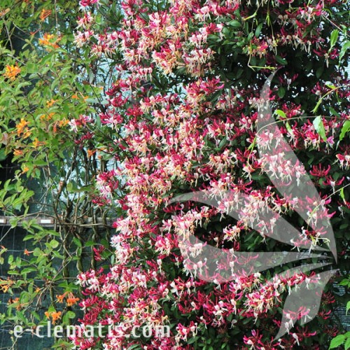 Lonicera periclymenum Chojnów FRAGRANT CLOUD 1.jpg