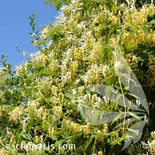 Lonicera similis var. delavayi 1.jpg