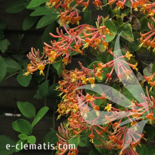 Lonicera xhecrotii American Beauty 1.jpg