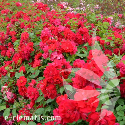 Rosa Champlain 1.jpg