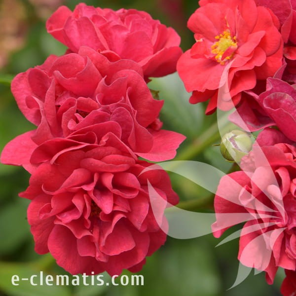 Rosa FAIRY DANCE Harward.jpg