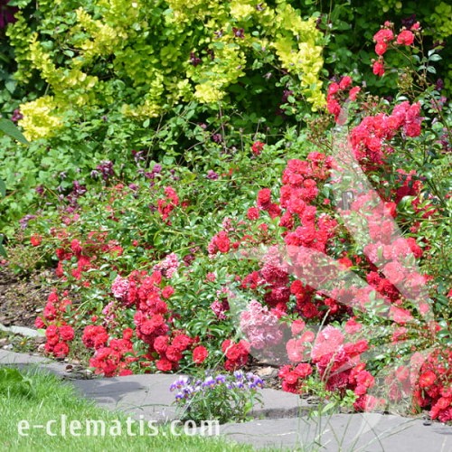 Rosa FAIRY DANCE Harward 1.jpg