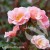 Rosa CLAIR MATIN.jpg