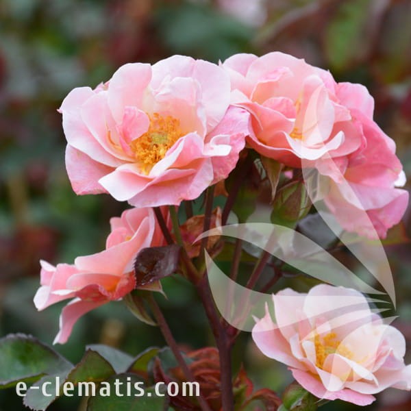 Rosa CLAIR MATIN.jpg