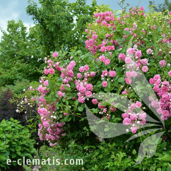 Rosa SUPER DOROTHY Heldoro 1.jpg