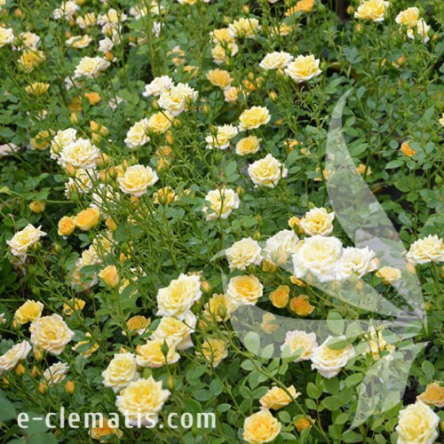 Rosa Yellow Fairy 1.jpg