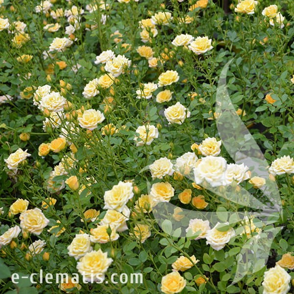 Rosa Yellow Fairy 1.jpg