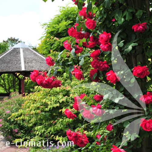 Rosa Paul's Scarlet Climber 1.jpg