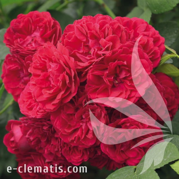 Rosa Chevy Chase.jpg