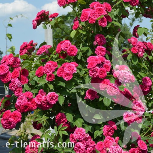 Rosa Chevy Chase 1.jpg