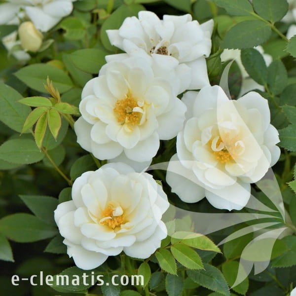 Rosa White Fairy.jpg