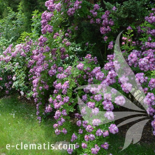 Rosa Veilchenblau 1.jpg