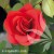 Rosa Morden Fireglow.jpg
