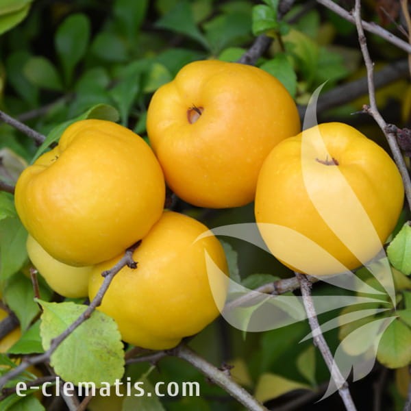 Chaenomeles japonica Cido 1.jpg