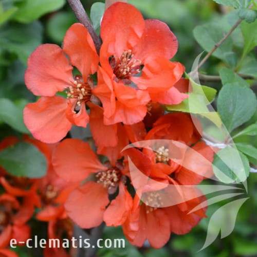 Chaenomeles japonica Cido.jpg