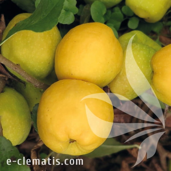 Chaenomeles japonica Sargentii 1.jpg