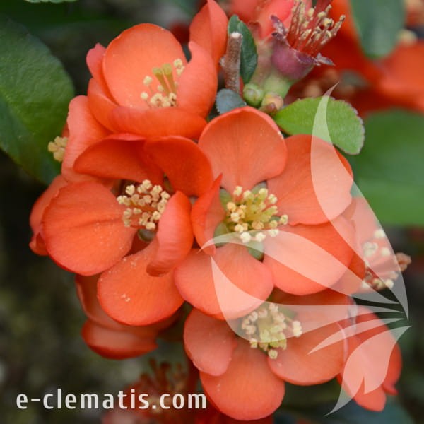 Chaenomeles japonica Sargentii.jpg