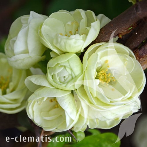 Chaenomeles speciosa Kinshiden.jpg