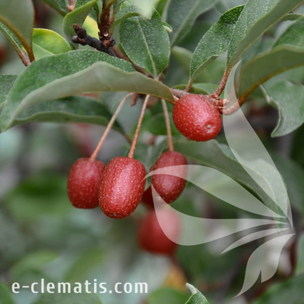 Elaegnus multiflora.jpg