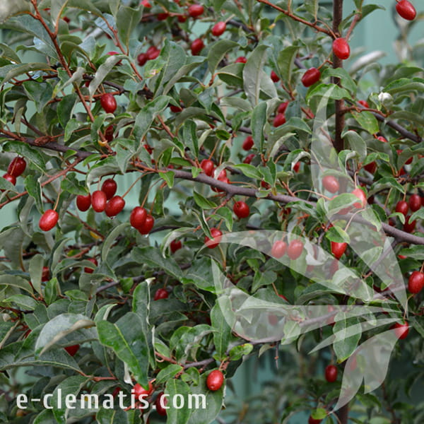 Elaegnus multiflora 1.jpg