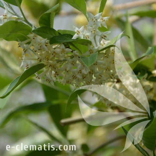 Elaegnus umbellata POINTILLA FORTUNELLA 1.jpg