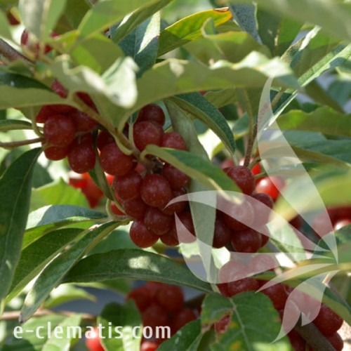 Elaegnus umbellata POINTILLA SWEET'N'SOUR 1.jpg
