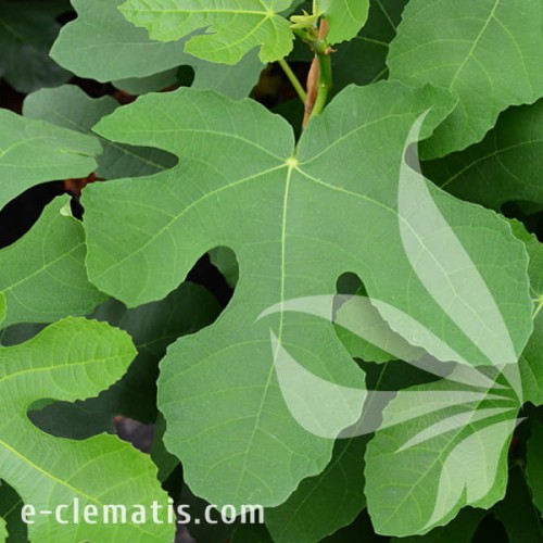 Ficus carica Bornholm 1.jpg