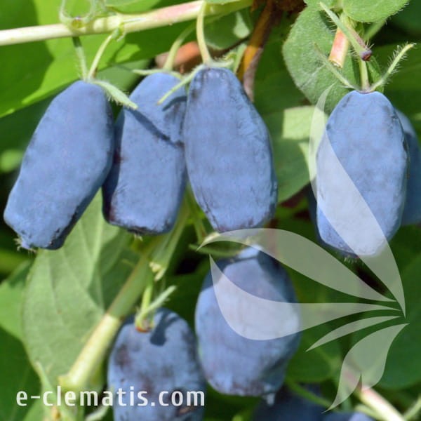 Lonicera kamtschatica Wojtek.jpg
