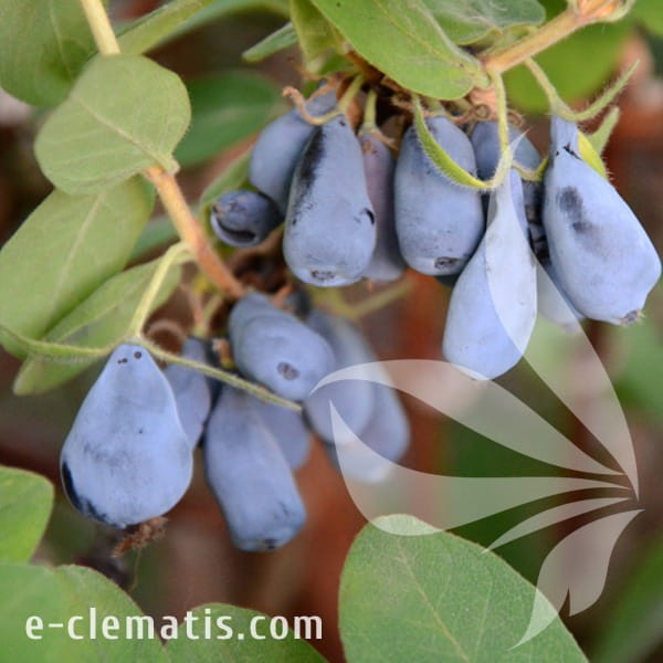 Lonicera kamtschatica Jolanta.jpg