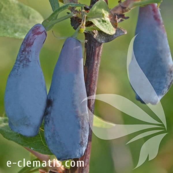 Lonicera kamtschatica Docz Velikana.jpg