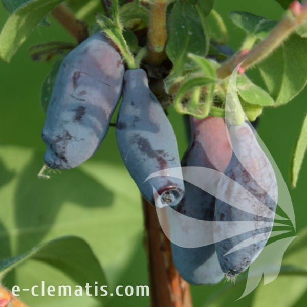 Lonicera kamtschatica Vostorg.jpg