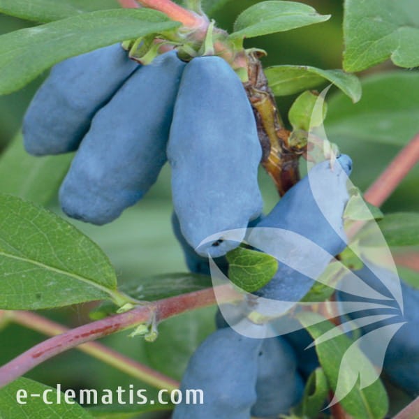 Lonicera kamtschatica Krupnopladnaya.jpg