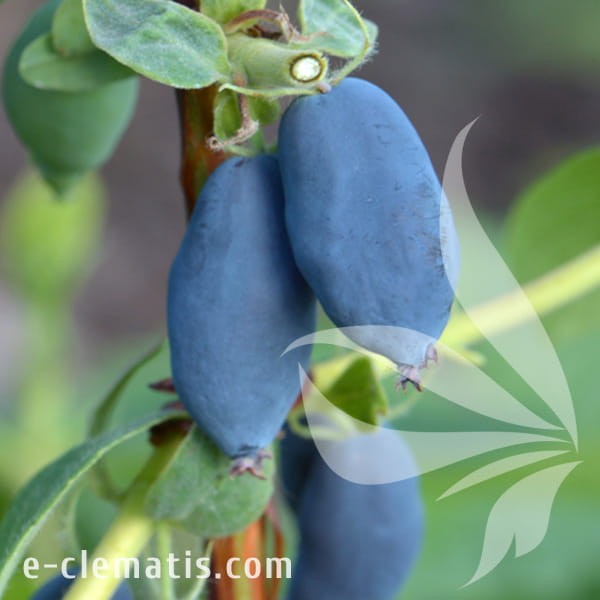 Lonicera kamtschatica Leningradskij Velikan.jpg