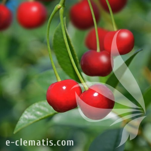 Prunus Carmine Jewel.jpg