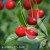 Prunus Carmine Jewel.jpg