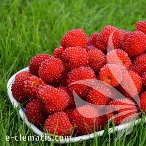 Rubus illecebrosus 1.jpg