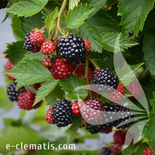 Rubus fruticosus Loch Ness.jpg