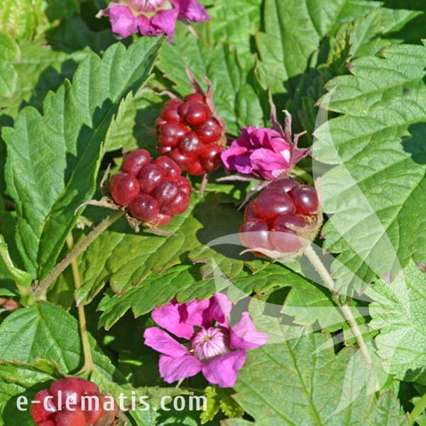 Rubus arcticus Marika.jpg