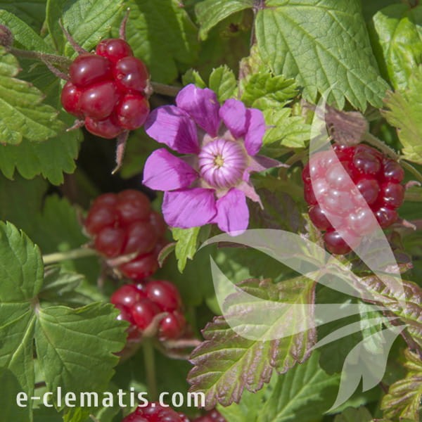 Rubus arcticus Beata.jpg